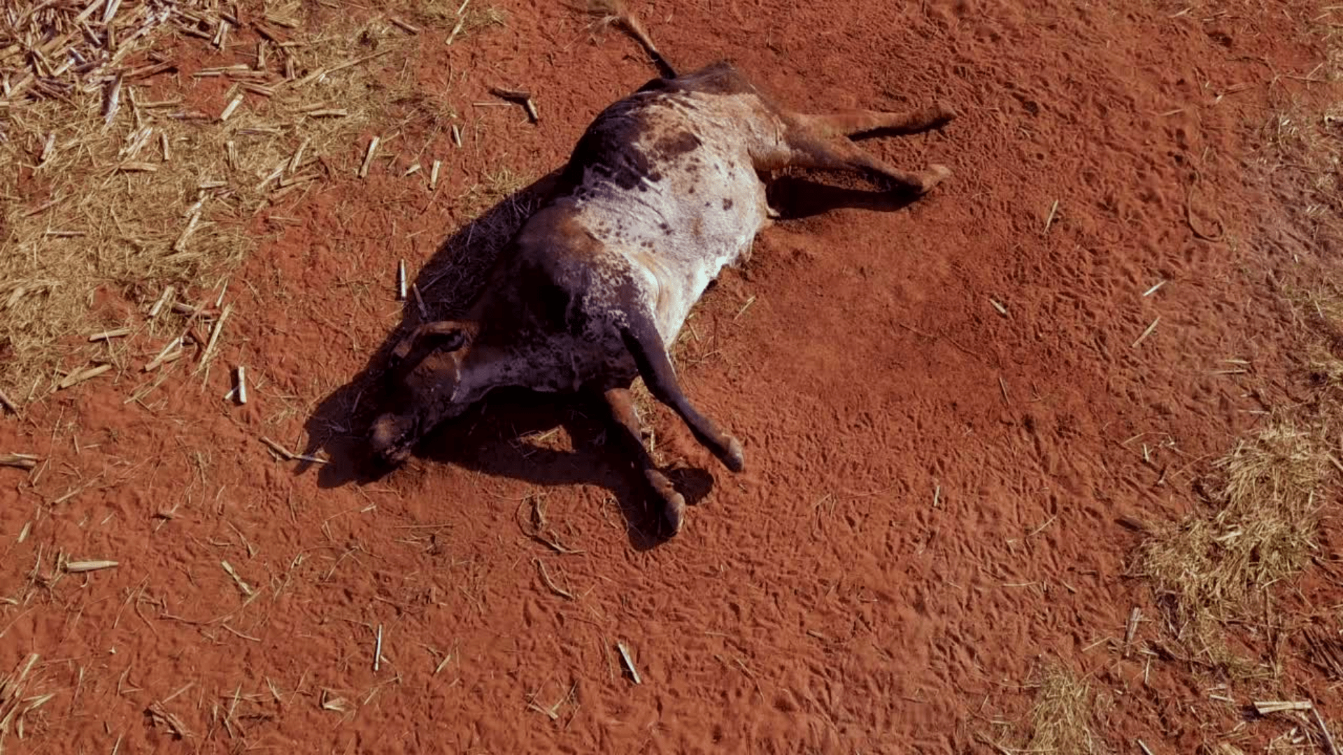 'No Logical Explanation' For Latest E. Oregon Cattle Mutilation