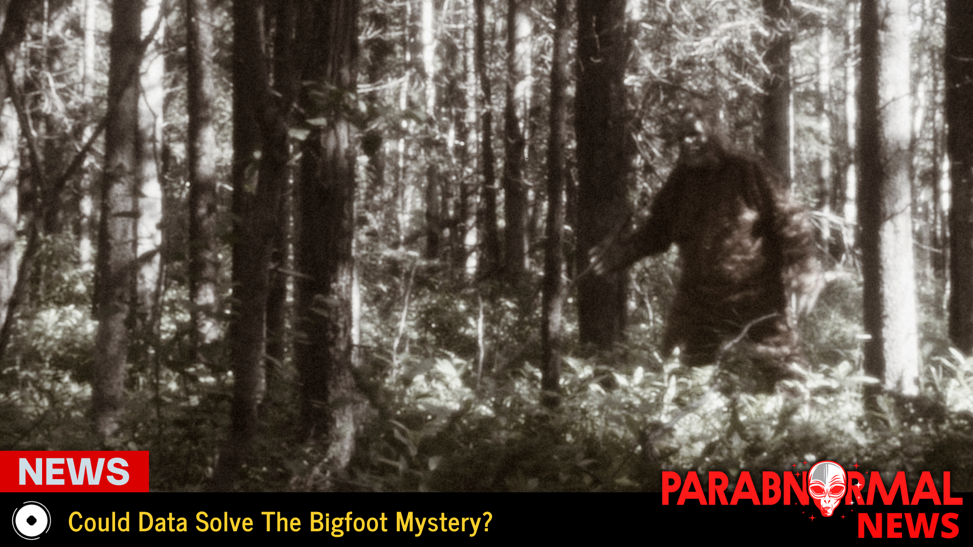 Could Data Solve The Bigfoot Mystery?