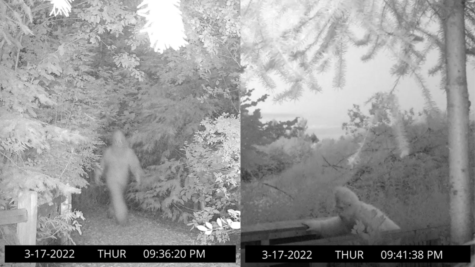 Sasquatch Caught On Camera Roaming Oregon Watersheds