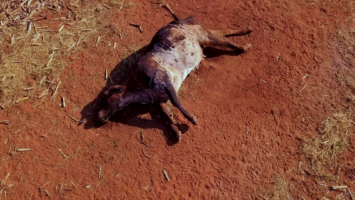 Thumbnail for ‘No Logical Explanation’ For Latest E. Oregon Cattle Mutilation
